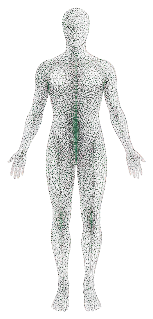 A layered physiological body connecting hydration, heart rate, HRV, and biological age signals